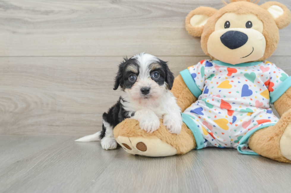 5 week old Cavachon Puppy For Sale - Windy City Pups