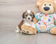 6 week old Cavachon Puppy For Sale - Windy City Pups