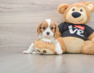 6 week old Cavalier King Charles Spaniel Puppy For Sale - Windy City Pups