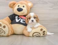 6 week old Cavalier King Charles Spaniel Puppy For Sale - Windy City Pups
