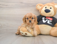 6 week old Cavalier King Charles Spaniel Puppy For Sale - Windy City Pups
