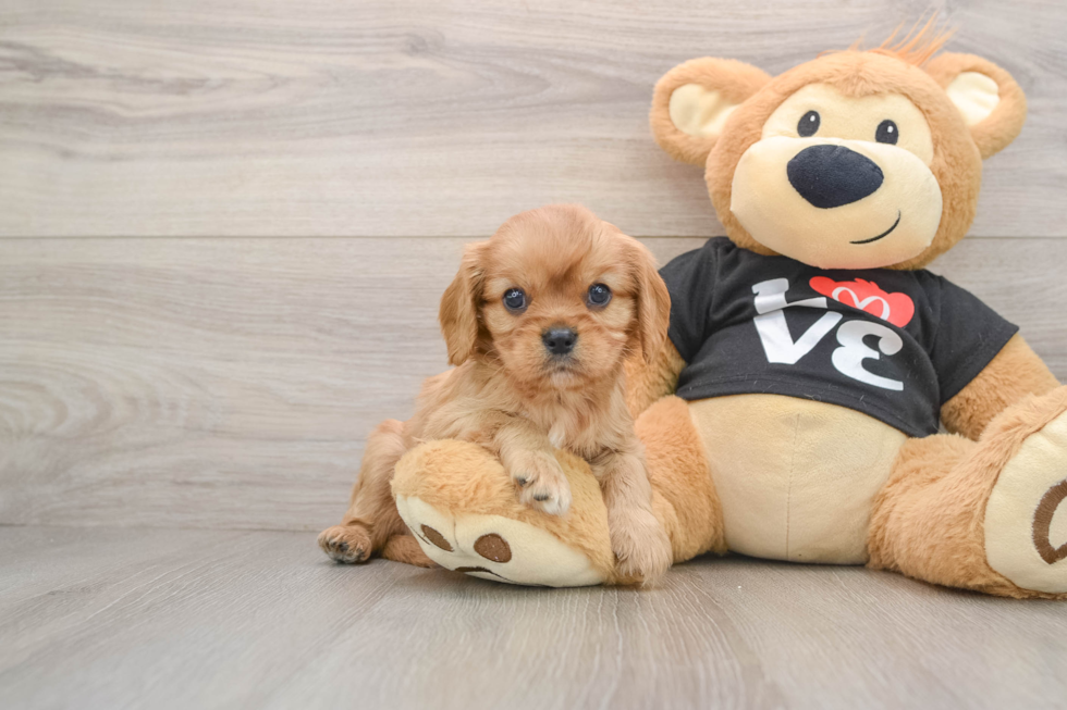 Cavalier King Charles Spaniel Puppy for Adoption