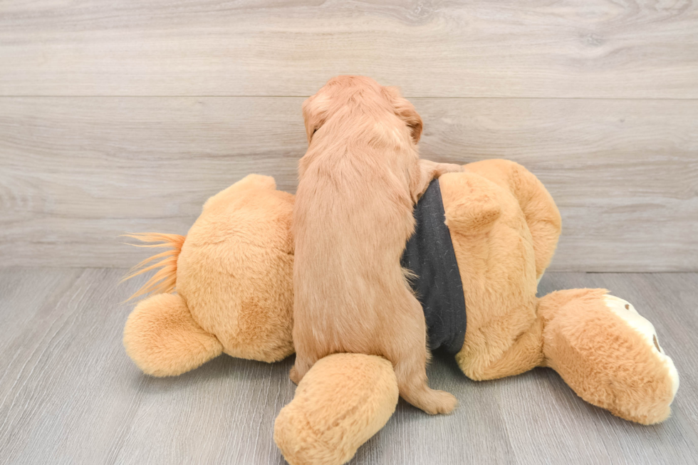 Akc Registered Cavalier King Charles Spaniel Baby