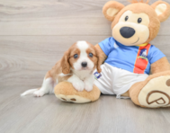 7 week old Cavalier King Charles Spaniel Puppy For Sale - Windy City Pups
