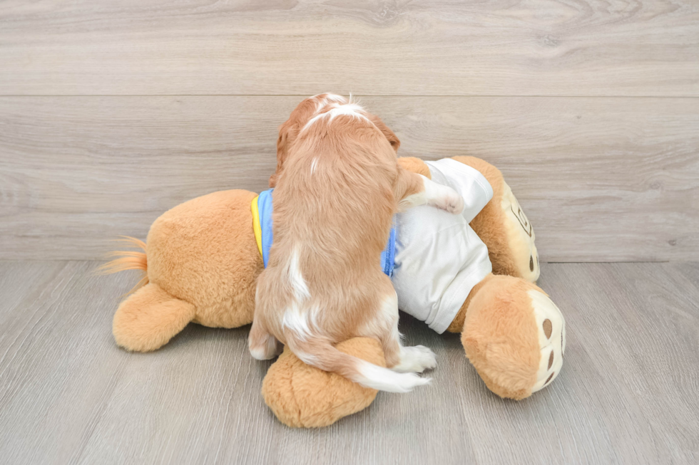 Popular Cavalier King Charles Spaniel Baby
