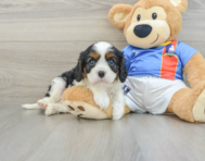 6 week old Cavalier King Charles Spaniel Puppy For Sale - Windy City Pups