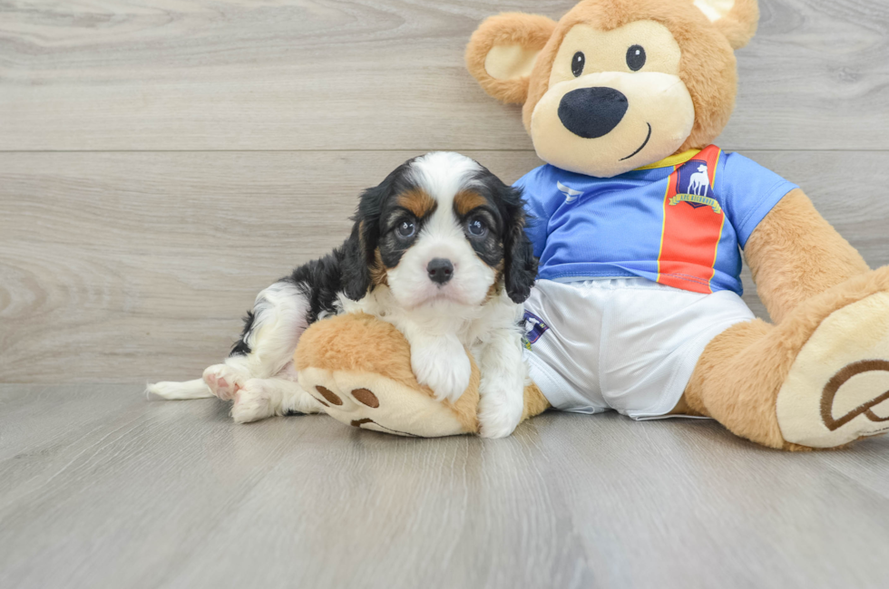 6 week old Cavalier King Charles Spaniel Puppy For Sale - Windy City Pups