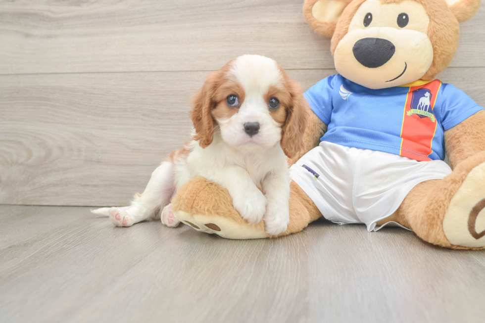 Cavalier King Charles Spaniel Puppy for Adoption