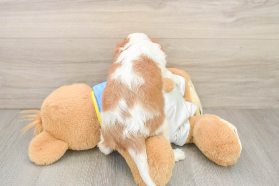 Friendly Cavalier King Charles Spaniel Baby