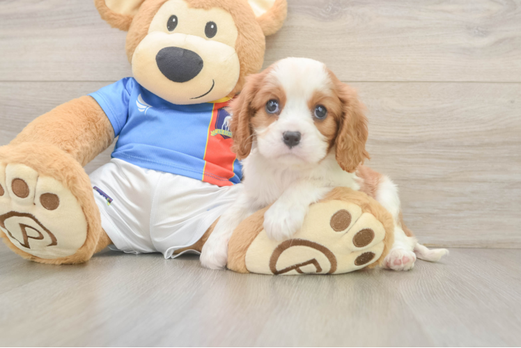 Cavalier King Charles Spaniel Puppy for Adoption