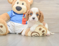 6 week old Cavalier King Charles Spaniel Puppy For Sale - Windy City Pups
