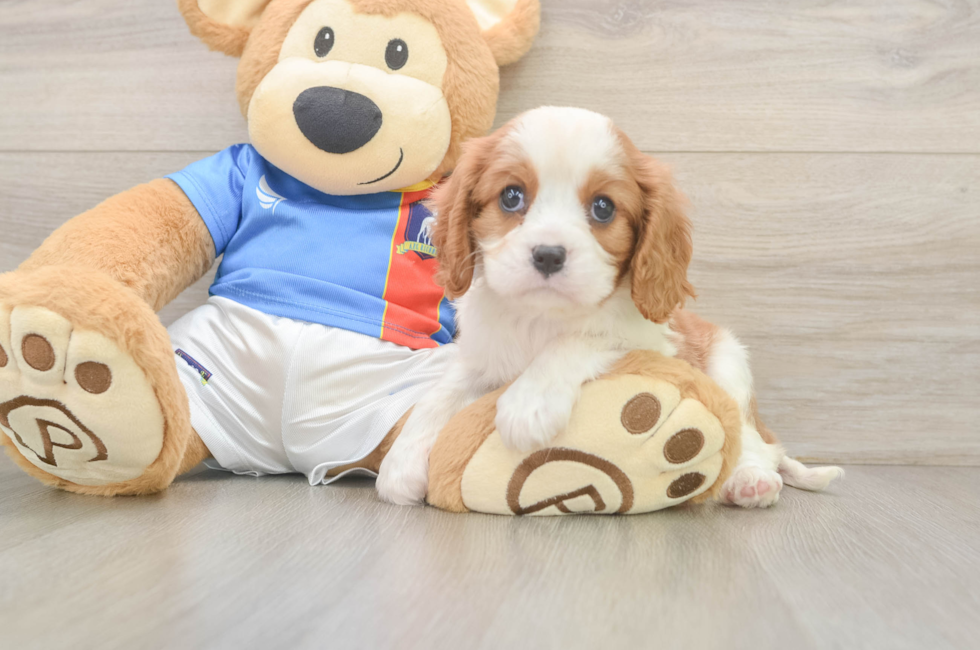 6 week old Cavalier King Charles Spaniel Puppy For Sale - Windy City Pups