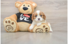 Popular Cavalier King Charles Spaniel Purebred Pup
