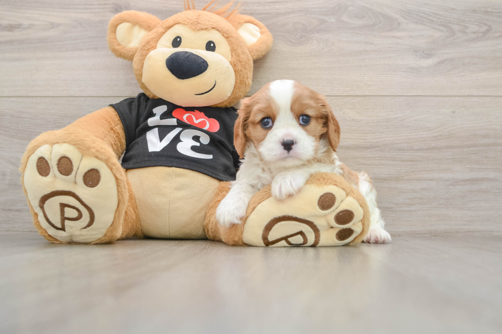 Popular Cavalier King Charles Spaniel Purebred Pup