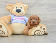 5 week old Cavalier King Charles Spaniel Puppy For Sale - Windy City Pups