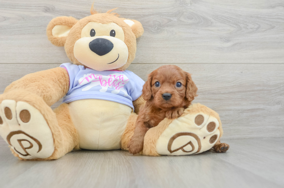 5 week old Cavalier King Charles Spaniel Puppy For Sale - Windy City Pups