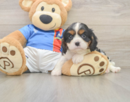 6 week old Cavalier King Charles Spaniel Puppy For Sale - Windy City Pups