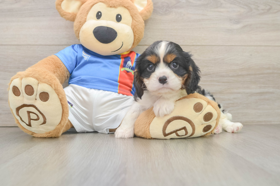 6 week old Cavalier King Charles Spaniel Puppy For Sale - Windy City Pups