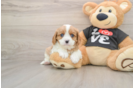 Cavalier King Charles Spaniel Puppy for Adoption