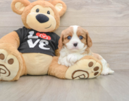 5 week old Cavalier King Charles Spaniel Puppy For Sale - Windy City Pups