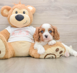 5 week old Cavalier King Charles Spaniel Puppy For Sale - Windy City Pups