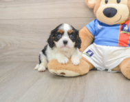 5 week old Cavalier King Charles Spaniel Puppy For Sale - Windy City Pups