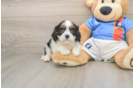 Fluffy Cavalier Purebred Puppy