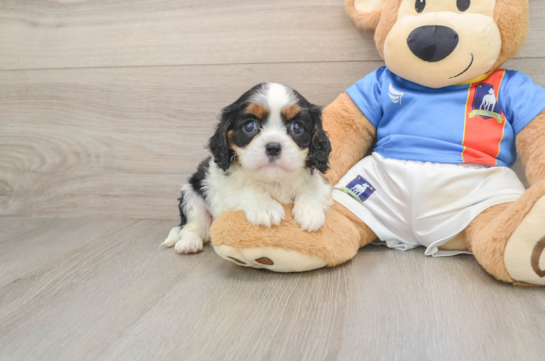 Fluffy Cavalier Purebred Puppy