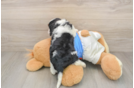 Akc Registered Cavalier King Charles Spaniel Baby