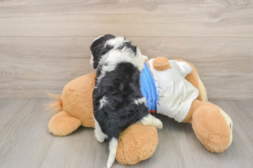 Akc Registered Cavalier King Charles Spaniel Baby