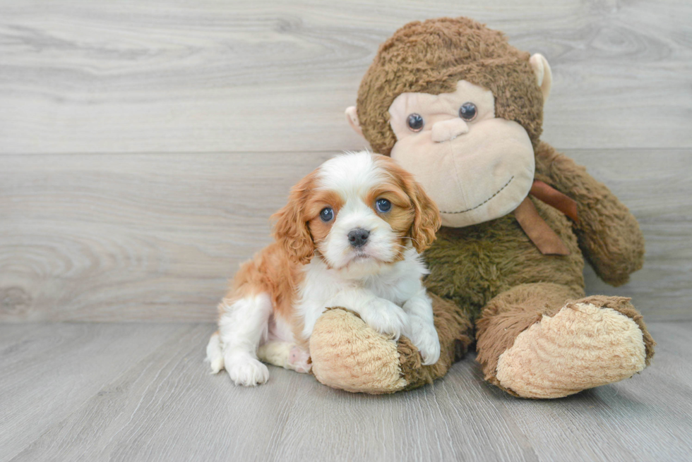 Adorable Cavalier King Charles Spaniel Purebred Puppy