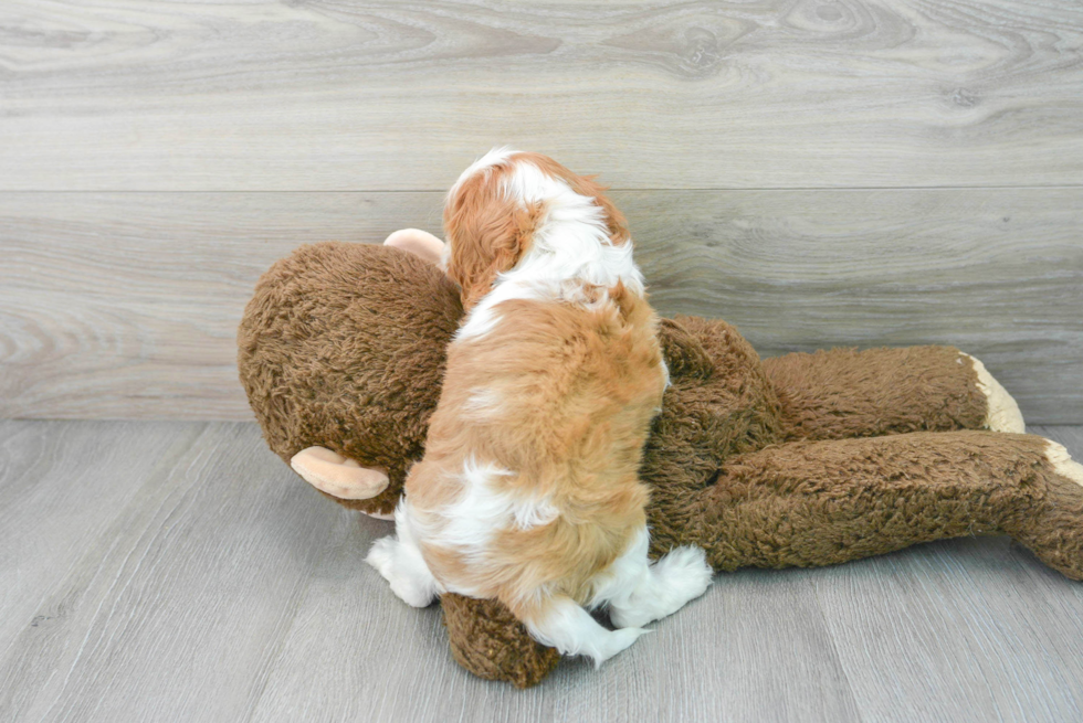 Best Cavalier King Charles Spaniel Baby