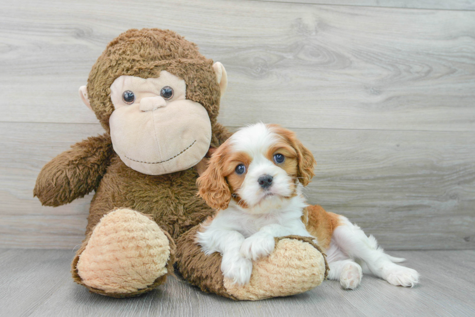 Best Cavalier King Charles Spaniel Baby