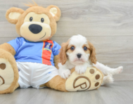 6 week old Cavalier King Charles Spaniel Puppy For Sale - Windy City Pups