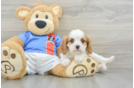 Cavalier King Charles Spaniel Puppy for Adoption