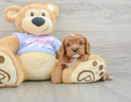 6 week old Cavalier King Charles Spaniel Puppy For Sale - Windy City Pups