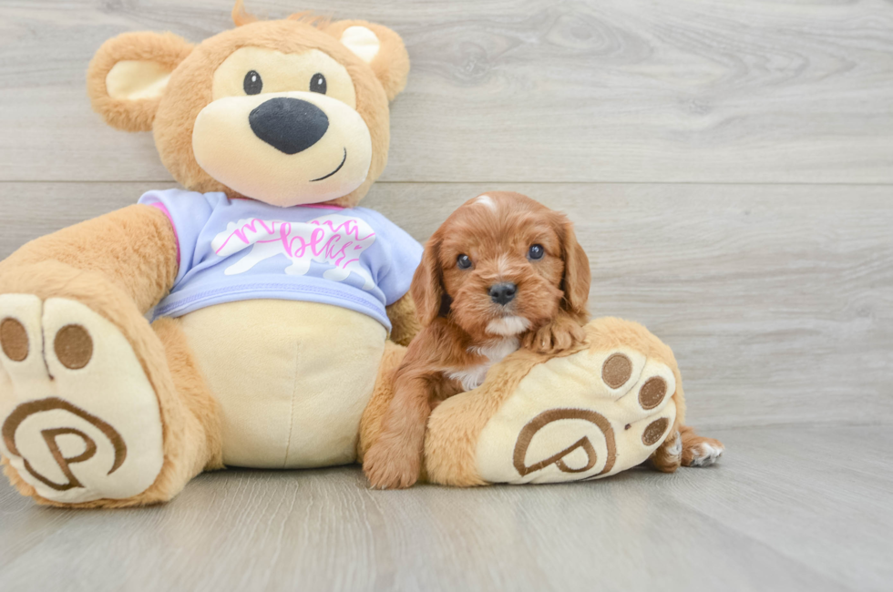 5 week old Cavalier King Charles Spaniel Puppy For Sale - Windy City Pups