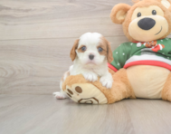5 week old Cavalier King Charles Spaniel Puppy For Sale - Windy City Pups
