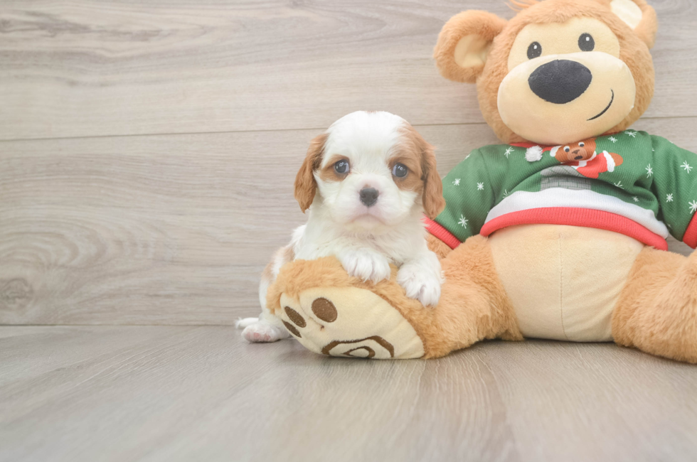 5 week old Cavalier King Charles Spaniel Puppy For Sale - Windy City Pups
