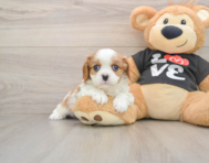 5 week old Cavalier King Charles Spaniel Puppy For Sale - Windy City Pups