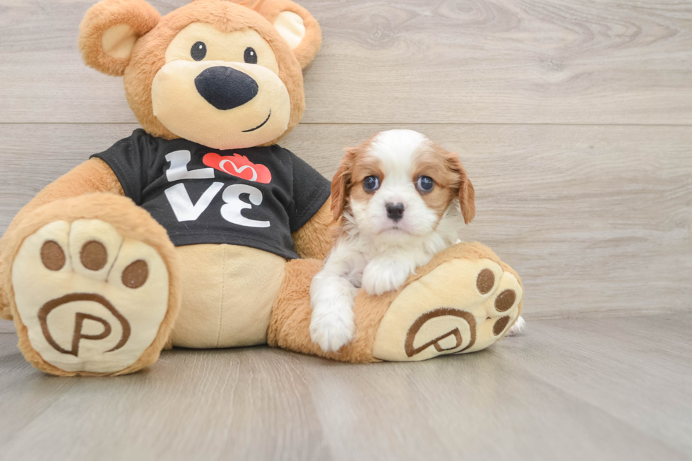 Sweet Cavalier Purebred Puppy