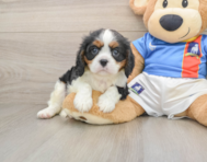 5 week old Cavalier King Charles Spaniel Puppy For Sale - Windy City Pups