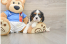 Small Cavalier King Charles Spaniel Baby