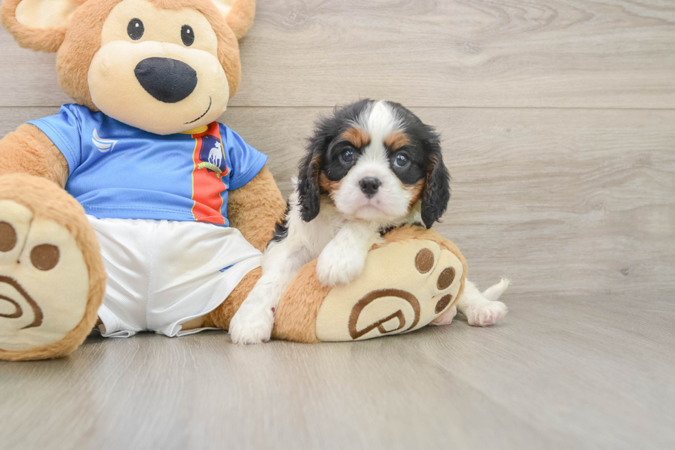 Small Cavalier King Charles Spaniel Baby
