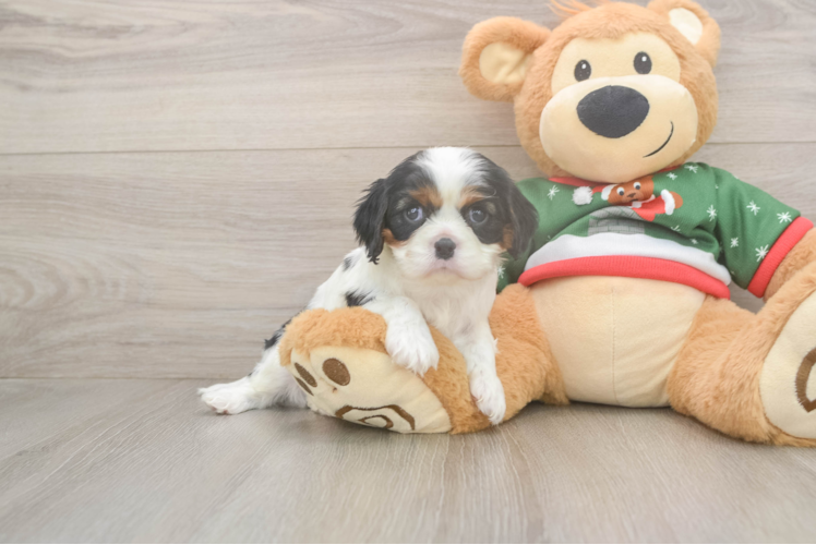Cavalier King Charles Spaniel Puppy for Adoption