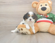 5 week old Cavalier King Charles Spaniel Puppy For Sale - Windy City Pups
