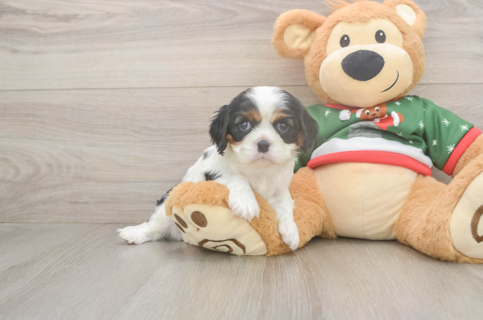 5 week old Cavalier King Charles Spaniel Puppy For Sale - Windy City Pups