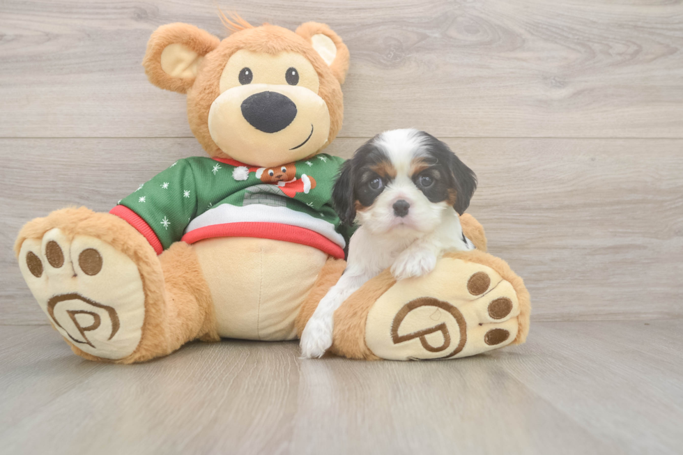 Best Cavalier King Charles Spaniel Baby