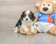 5 week old Cavalier King Charles Spaniel Puppy For Sale - Windy City Pups