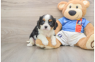 Cavalier King Charles Spaniel Puppy for Adoption